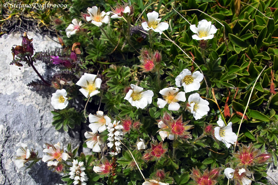 Potentilla clusiana / Cinquefoglia di Clusius